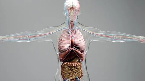 Human anatomy, organs, bones. Creative color palettes and designer details Stock Illustration