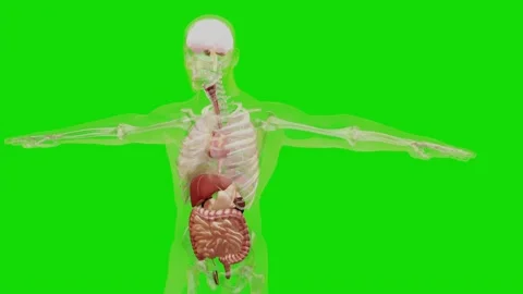 Human anatomy, organs, bones.  Isolated on Green Screen Stock Footage 161176896