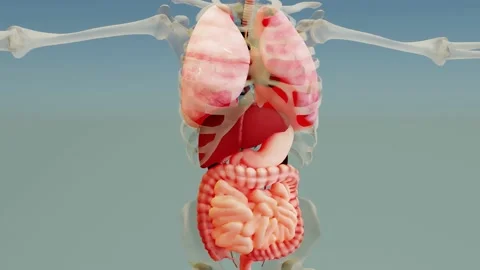 Human anatomy, organs, bones. unstructured showing parts, 3d render, Stock Footage 147210975