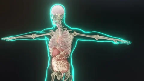 Human anatomy, organs, bones. unstructured showing parts, x-ray, 3d render Stock Footage 161546660