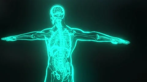 Human anatomy, organs, bones. unstructured showing parts, x-ray, 3d render Stock Footage 161549758