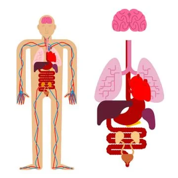 Human anatomy organs Internal. Systems of man body and organs. medical system Stock Illustration