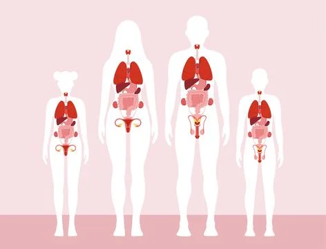 Human anatomy organs vector concept Stock-Illustration