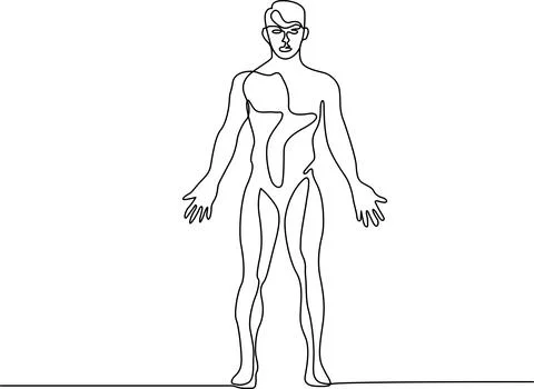 Human anatomy outline Vector 스톡 일러스트
