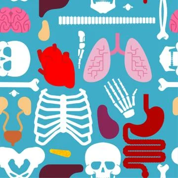 Human anatomy pattern seamless. Skeleton and Internal organs background. Syst Stock Illustration