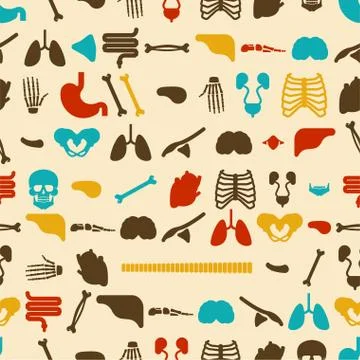 Human anatomy pattern seamless. Skeleton and Internal organs background. Syst Stock Illustration