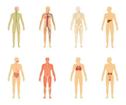 Human anatomy. Set of vector illustration isolated on white background. Human Stock Illustration