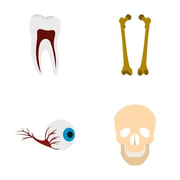 Human anatomy showing tooth bone eyeball skull parts Stock Illustration