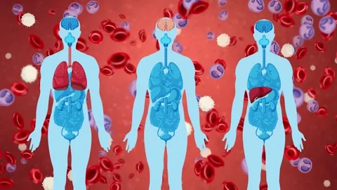 Human Anatomy Silhouettes with Internal Organs Over Falling Blood Cells Stock Footage 344845936
