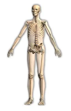 Human anatomy skeleton Stock Illustration
