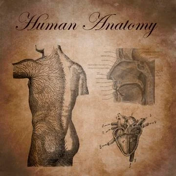 Human anatomy, study of the nervous device, heart and respiratory system Stock Illustration