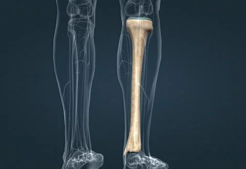 In human anatomy, the tibia is the second largest bone after the femur. Stock Illustration