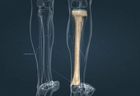 In human anatomy, the tibia is the second largest bone after the femur. Stock Illustration
