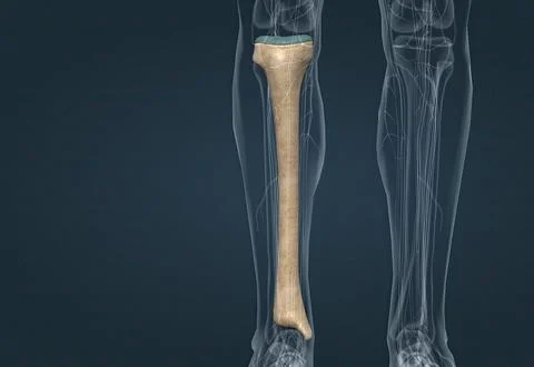 In human anatomy, the tibia is the second largest bone after the femur. Stock Illustration