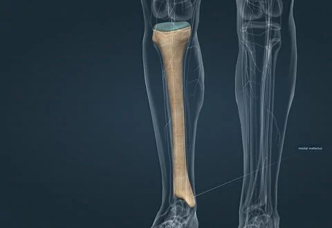 In human anatomy, the tibia is the second largest bone after the femur. Stock Illustration