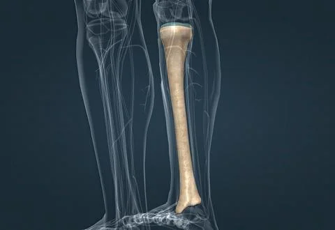 In human anatomy, the tibia is the second largest bone after the femur. Stock Illustration