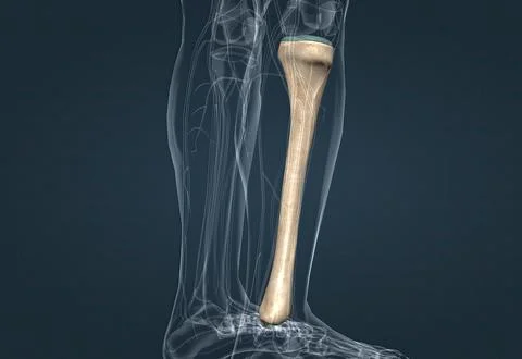 In human anatomy, the tibia is the second largest bone after the femur. Stock Illustration