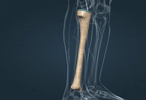 In human anatomy, the tibia is the second largest bone after the femur. Stock Illustration