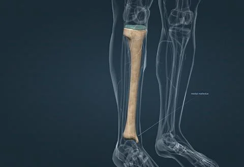 In human anatomy, the tibia is the second largest bone after the femur. Stock Illustration