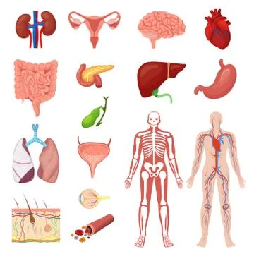 Human anatomy vector illustration set, cartoon flat anatomical medical Stock Illustration