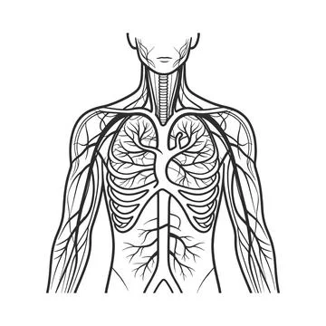 Human Anatomy Vector Illustration Showing Respiratory System Internal Organs Stock Illustration