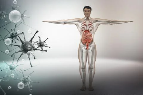 Human anatomy with virus Stock Illustration