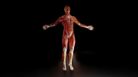 Human anatomy visualisation Stock Footage 136253465