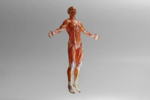 Human anatomy visualisation Illustrazione stock