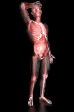 Human anatomy visualisation Illustrazione stock
