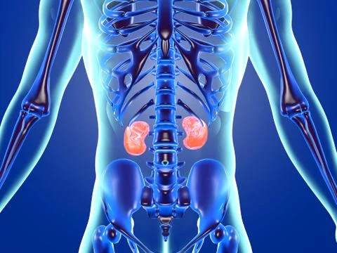 Human anatomy visualisation of the Kidneys Illustrazione stock