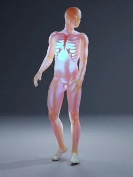 Human Anatomy visualization - the Skeleton in a semi transparent Body Stock Illustration