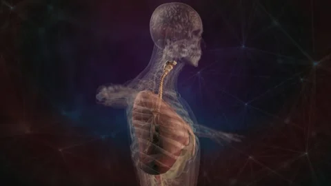 Human anatomy. X-ray scanning of the respiratory system of the male body. 3D Stock Footage 146854384