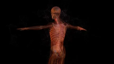 Human anatomy. X-ray scanning of the human skeleton and Digestive System, bone Stock Footage 147114522