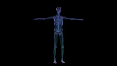 Human anatomy. X-ray skeleton Stock Footage 77155058