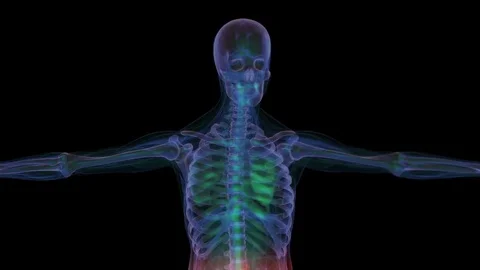 Human anatomy. X-ray skeleton Stock Footage 77155088