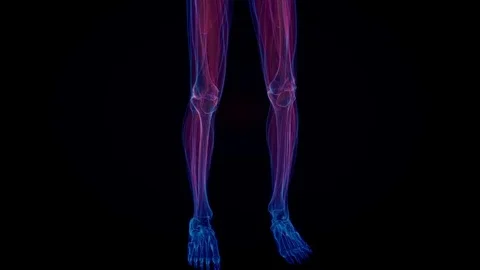 Human anatomy. X-ray skeleton Stock Footage 77191385