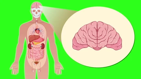 Human Anatomy Zoom-In Animation Highlighting the Brain Stock Footage 314488794