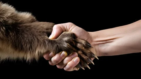 Human and bear paw join in a gentle handshake Video stock 317215882