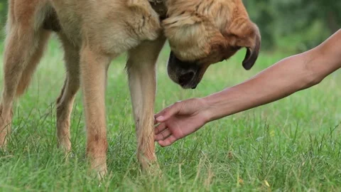 Human and the dog connection. The concept of trust and friendship. Stock Footage 295316080