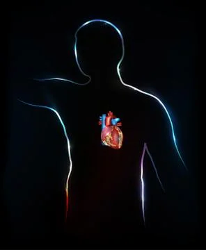Human and heart Stock Illustration