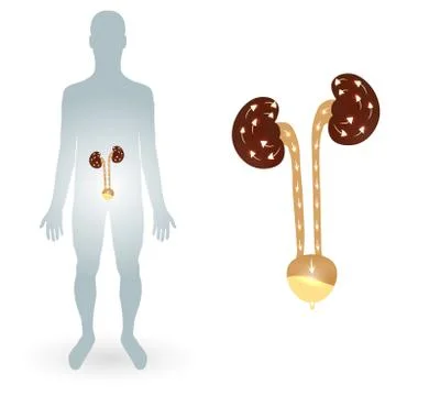 Human and kidneys Illustrazione stock