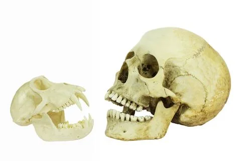 Human and monkey skull opposite of each other with open mouths isolated on white Stock Photos