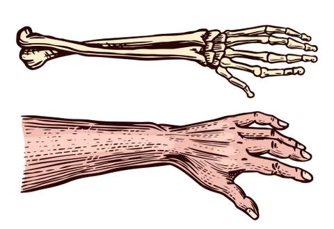 Human and Skeleton hands. Bony arm. Drawn engraved monochrome vintage biology Stock Illustration