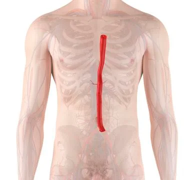Human aorta, illustration Stock Illustration