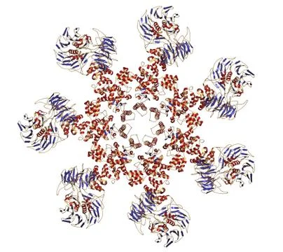 Human apoptosome structure. the apoptosome plays an essential role in apoptos Stock Illustration