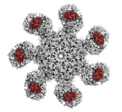 Human apoptosome structure. the apoptosome plays an essential role in apoptos Illustrazione stock