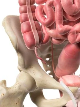 Human appendix, artwork 스톡 일러스트