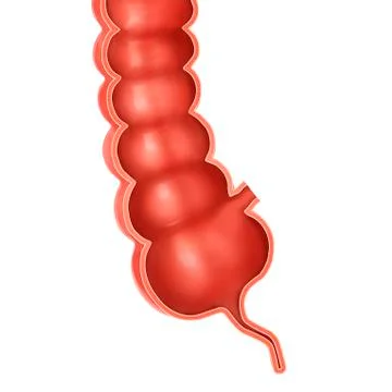 Human appendix, illustration 스톡 일러스트