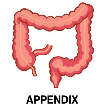 Human appendix vector icon Stock Illustration
