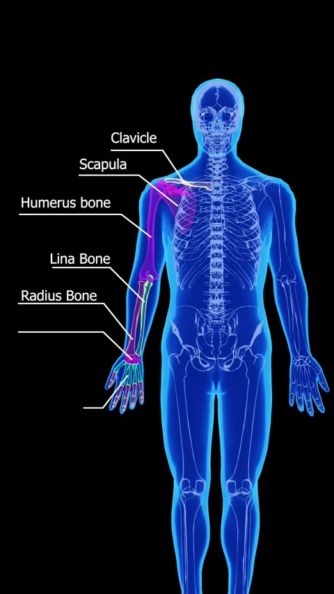 Human Arm Bone Anatomy and Upper Limb Skeletal Structure Illustration Stock Footage 341090420